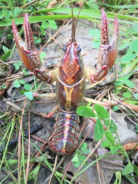 Largest Crayfish Species