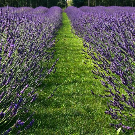 Buy Lavender Lavandula × Intermedia Phenomenal Niko Pbr £599