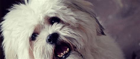 Download Wallpaper 2560x1080 Dog Face Furry Open Mouth Dual Wide