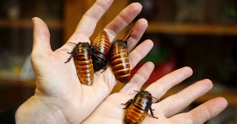 Will cockroaches damage gardens?
