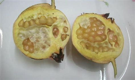 Minum jus delima setiap hari dapat membuat aliran darah ke jantung lebih lancar dan juga menurunkan resiko terkena serangan jantung. Tanaman Buah Delima Kuning | SamudraBibit.com