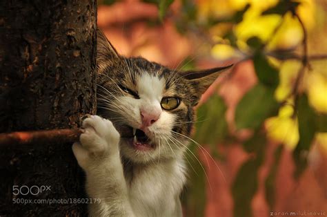 Everything You Need To Know About Cat Photography 500px