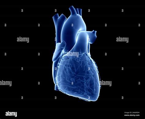 Human Heart Computer Illustration Stock Photo Alamy