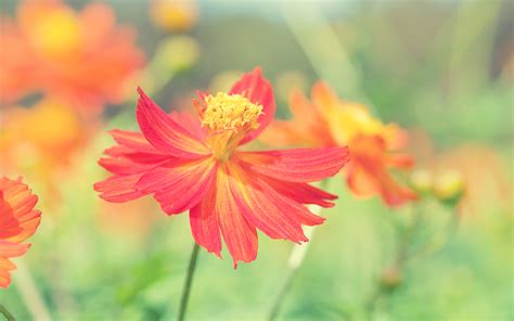 Cosmos Autumn Flower Wallpapers Hd Wallpapers Id 14702