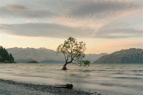 Alone Tree On Wanaka Water Lake With Mountain Background Stock Image