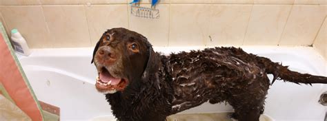 Since he was a puppy, i've used head & shoulders shampoo on him. How to Bathe Your Dog | Shampooing Your Dog - My Family Vets