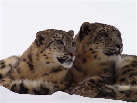 18 Stunning Photos Of Rare Snow Leopards
