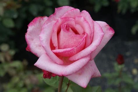 Marys Delight Ludwigs Roses Long Pointed Buds Develop Into
