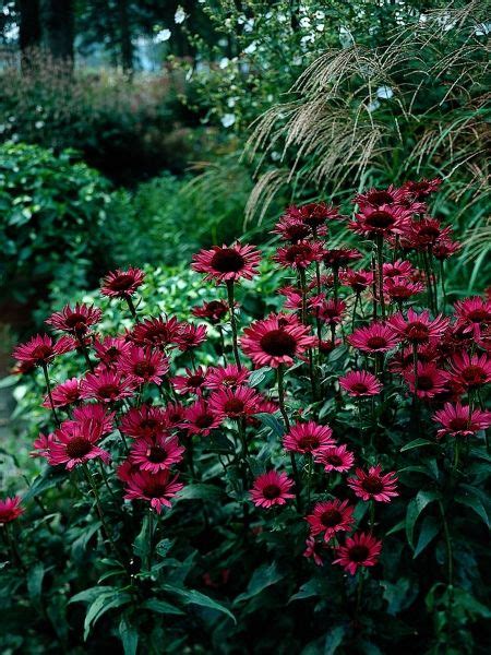 Rabbit's offer one of the most nutritionally balanced herbivore manures available. Echinacea purpurea Vintage Wine PP 13893 | Vintage wine ...