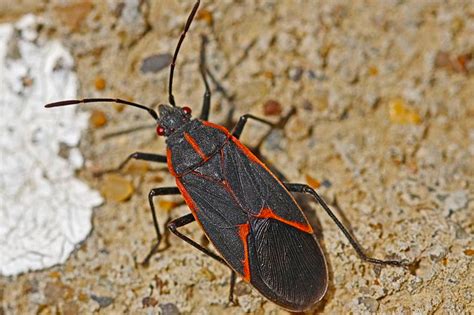 Identification Guide To Common Springtime Insects And Bugs With Photos