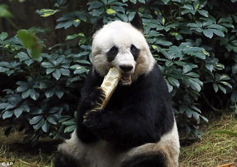 Jia Jia Becomes Worlds Oldest Living Panda In Captivity At 37 In Hong