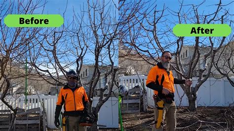 How To Prune Cherry Trees With Dan Owen Youtube