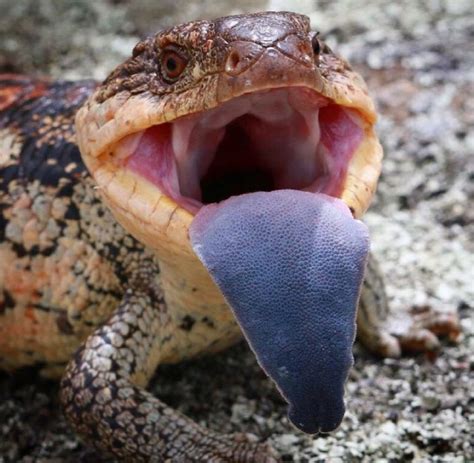 Blue Tongued Lizards Are On The Move At This Time Of Year So Heres A