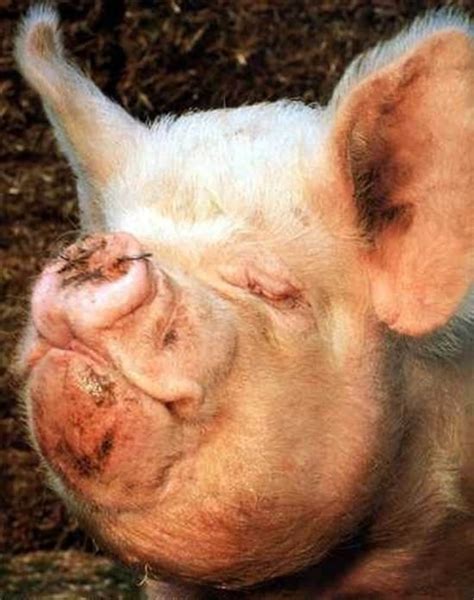 50 Funny Pig Pictures To Make You Laugh