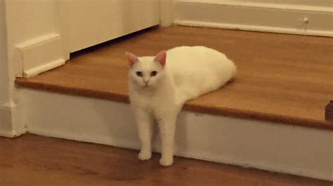 Awkward Half Cat Loafing On The Stairs Sparks Photoshop Battle No One