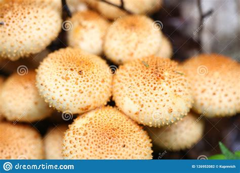 Poisonous Mushrooms False Honey Agarics Stock Photo