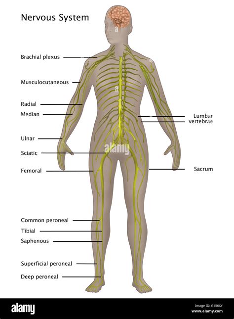 Abbildung des Nervensystems in der weiblichen Anatomie. Beschriftete
