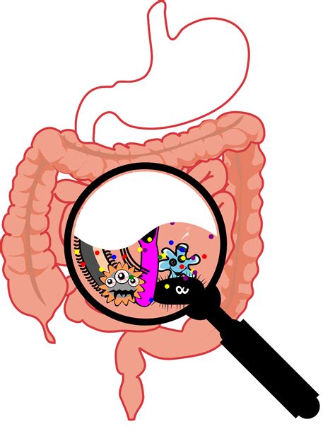 Intestinal Bacteria Clip Art At Vector Clip Art Online