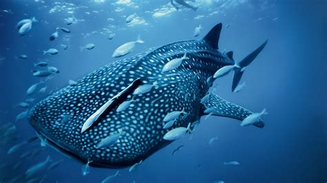 Wallpaper Animals Underwater Coral Reef Stingray Whale Shark