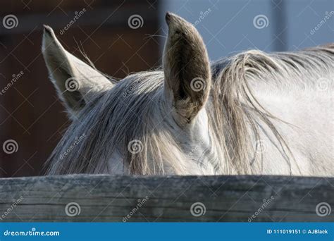 Grey Horse Hiding Behind Fence Stock Image Image Of Africa Hiding