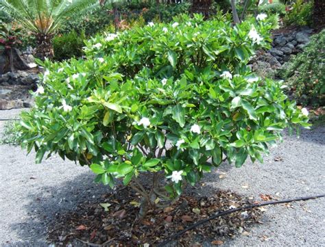 Gardenia Brighamii Nanu Hawaiian Gardenia Care And Culture