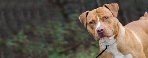 The ancestry of the american staffordshire terrier, or 'staffie' as it is sometimes known, includes breeds such as bulldogs and mastiffs used for bearbaiting. Top Activities For American Staffordshire Terriers - Wag!