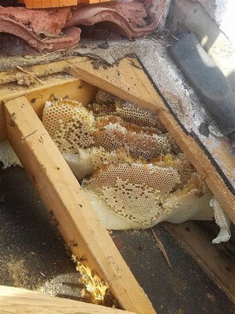 Here, we'll detail nest relocation, some diy solutions, and bee repellent. Bees Nest Under Roof Tiles | Tile Design Ideas