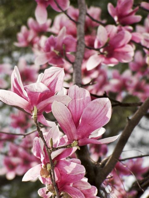 These trees are prolific bloomers in early spring, and the flowers, which appear before the leaves, can last. Flowering Trees for Spring | Flowering trees, Saucer ...