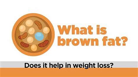 Brown Fat What Is It And Can It Help Reduce Obesity Health Dunya News