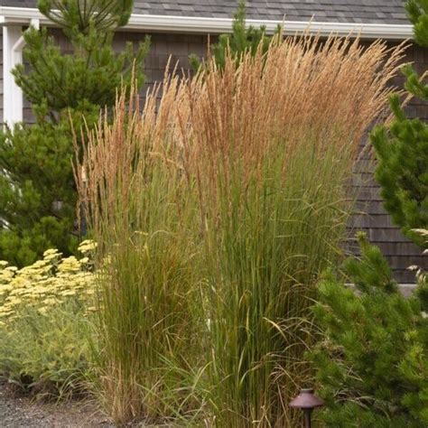Grass Feather Reed ‘karl Foerster The Home And Garden Center