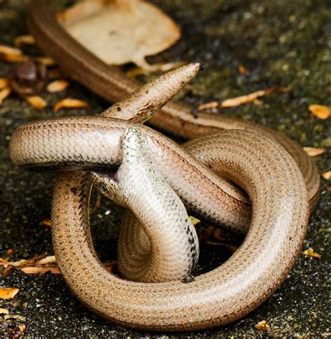 Slow Worm Mating Sequence Everything Is Permuted