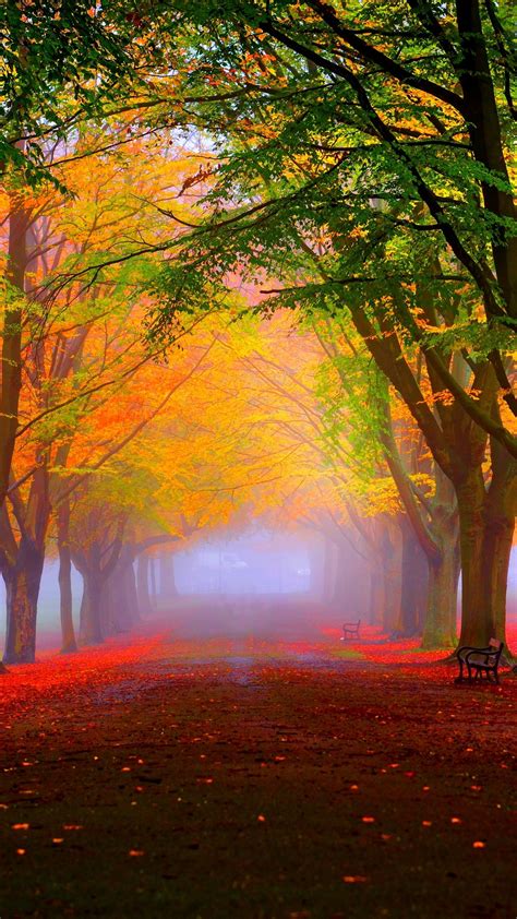 Park Fall Fog Foliage Trees Colorful Wallpaper 1080x1920