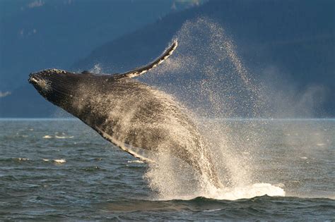 Humpback Whales May No Longer Be Endangered Time