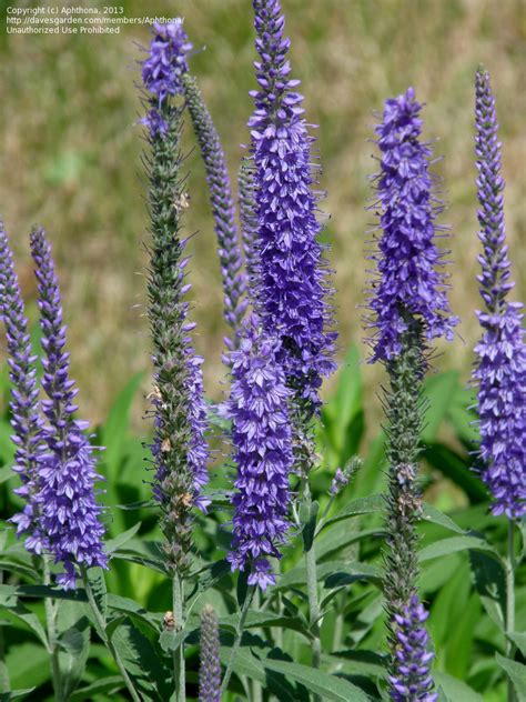 Plantfiles Pictures Veronica Species Spike Speedwell Veronica