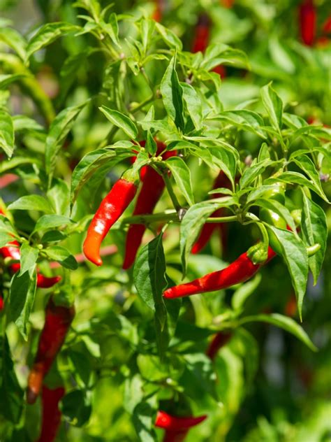 Care Of Cayenne Peppers How To Grow Cayenne Pepper Plants