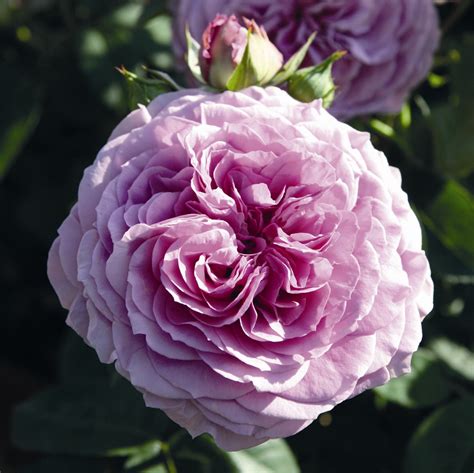 Rose Lavender Ice Buy Online Rosen Tantau