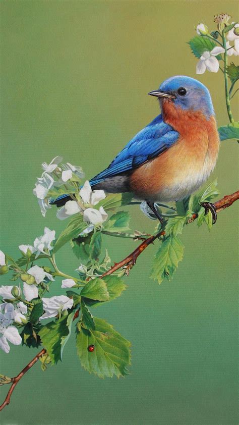 Birds Wallpaper Android Hd Wallpaper Beautiful Birds 1080x1920 Bird Drining Honey Supportive Guru