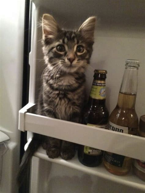 Im A Beer Now Cats Cute Animals Funny Animal Pictures