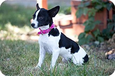 We love the dachshund labrador mix, otherwise known as the dachsador. Rat Terrier/Dachshund Mix Puppy for adoption in Jackson ...