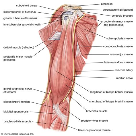 Muscles Of The Arm Laminated Anatomy Chart Lupon Gov Ph The Best Porn Website