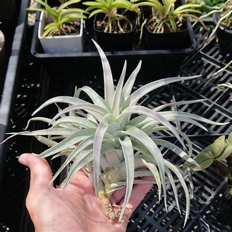 Definitive Guide To 5 Types Of Air Plants