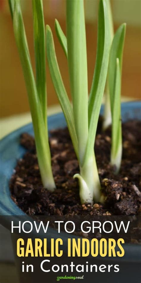How To Grow Garlic Indoors In Containers