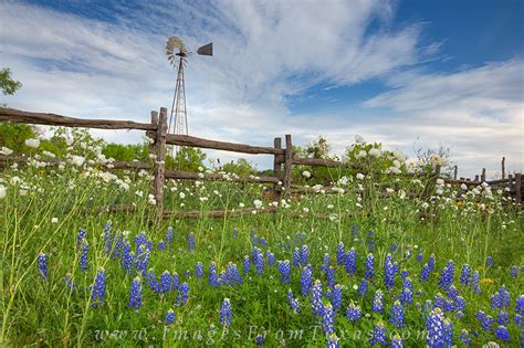 Windmill Over Bluebonnets And Poppies 1 Texas Hill Country Images