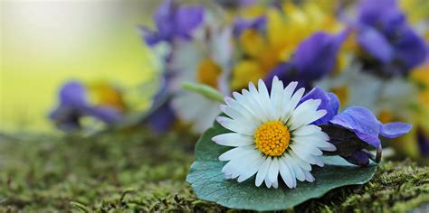 Free Images Blossom White Meadow Sunlight Flower Purple Petal