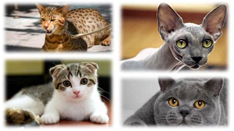 12 Jenis Kucing Paling Mahal Di Dunia Ashera Bisa Sampai Rp 1 7 M