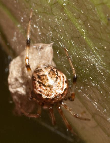 A House Spider In The Woods Parasteatoda Tepidariorum Bugguidenet