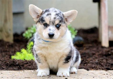 Jack russel terrier/australian shepherd mix — $500 — (2) — casey, carter. Horgi Puppies For Sale | Puppy Adoption | Keystone Puppies