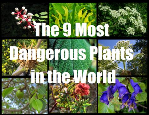 The 9 Most Dangerous Plants In The World The Prepared Page