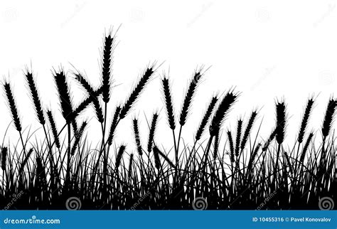 Wheat And Grass Royalty Free Stock Image Image 10455316