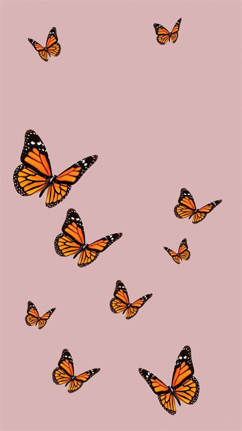 Cute Butterfly Wallpapers Top Free Cute Butterfly Backgrounds